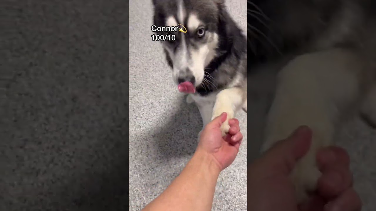 Barky Supplies Expert Tips