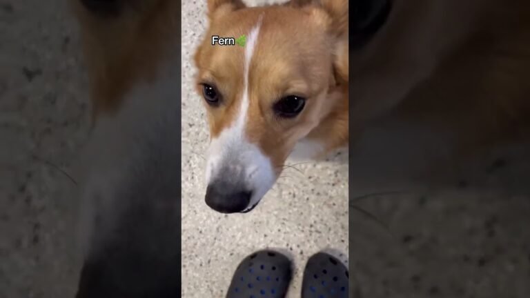 1693414696 maxresdefault Barky Supplies Expert Tips