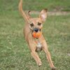 Chuckit! Dog Tennis Ball Dog Toy, Small (2 Inch Diameter) for dogs 0-20 lbs, Shrink Wrap Pack of 2