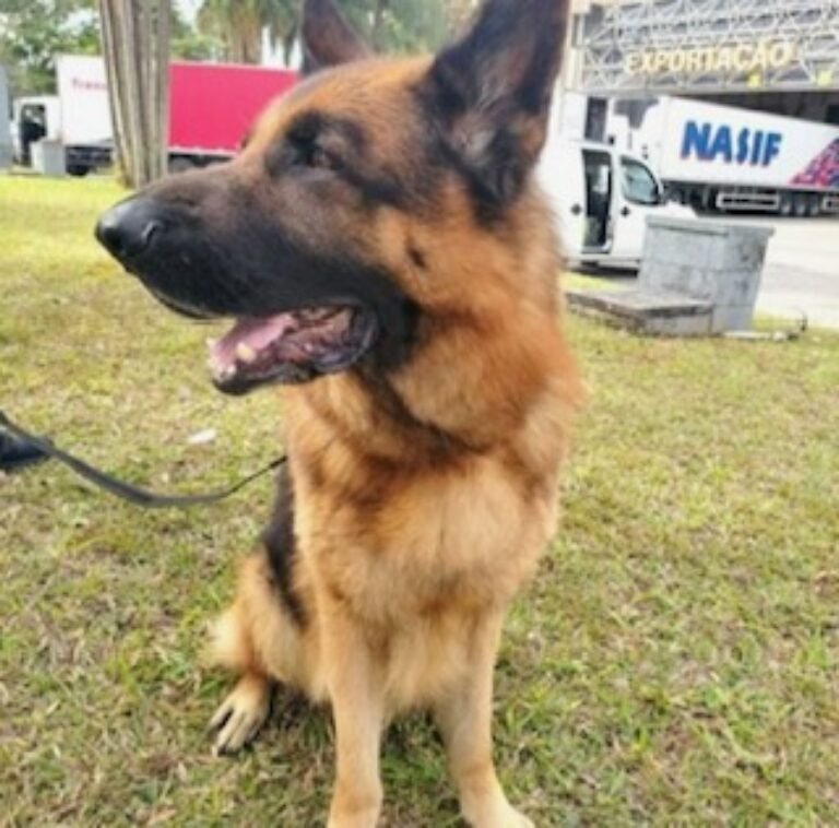 Barky Supplies Expert Tips Trainer connected with Palo Alto dog's death charged in Massachusetts case | News 106338 original Barky Supplies Expert Tips