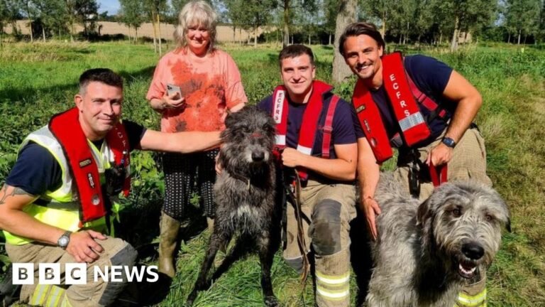 Barky Supplies Expert Tips Firefighters rescue dog Wallace trapped in Coggeshall river mud - BBC 131093679 doggsss Barky Supplies Expert Tips
