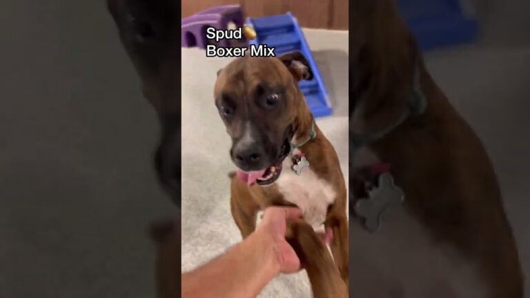 1693522905 maxresdefault Barky Supplies Expert Tips