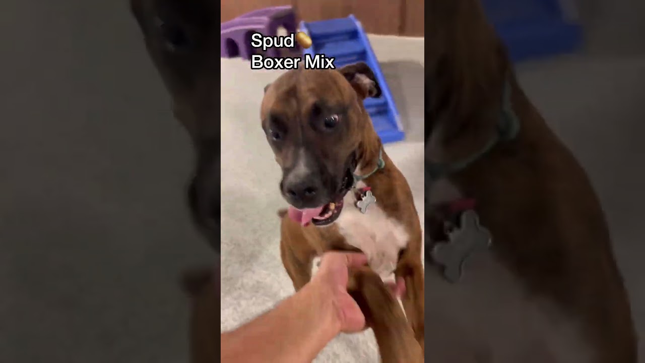 Barky Supplies Expert Tips