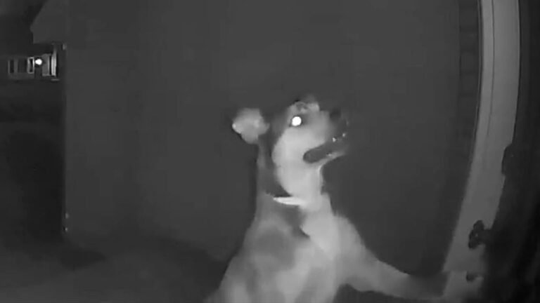 Barky Supplies Expert Tips Family Dog Ditches Daycare and Rings Doorbell at Home 1693704352 maxresdefault Barky Supplies Expert Tips