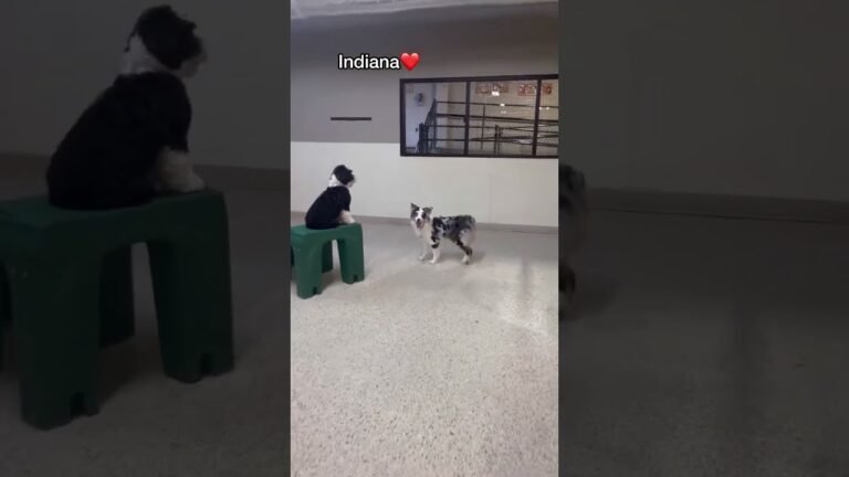 1693849088 maxresdefault Barky Supplies Expert Tips