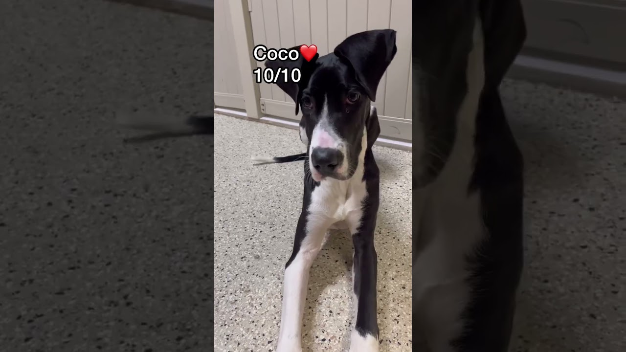 Barky Supplies Expert Tips