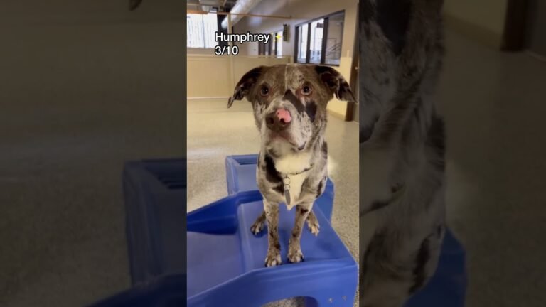 1693921473 maxresdefault Barky Supplies Expert Tips