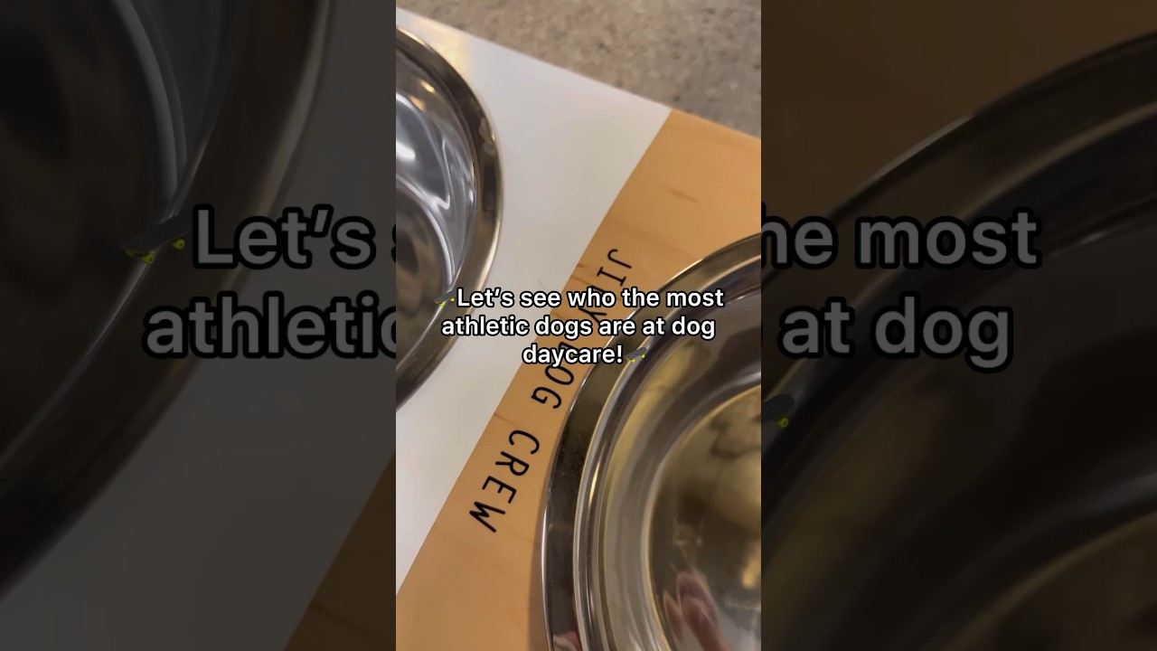 Barky Supplies Expert Tips