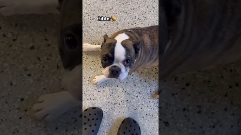 1694029837 maxresdefault Barky Supplies Expert Tips