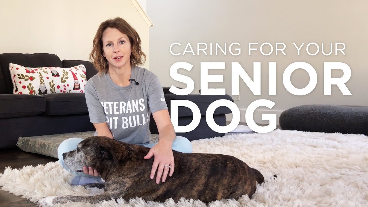 Barky Supplies Expert Tips Caring For Your Senior Dog Barky Supplies Expert Tips