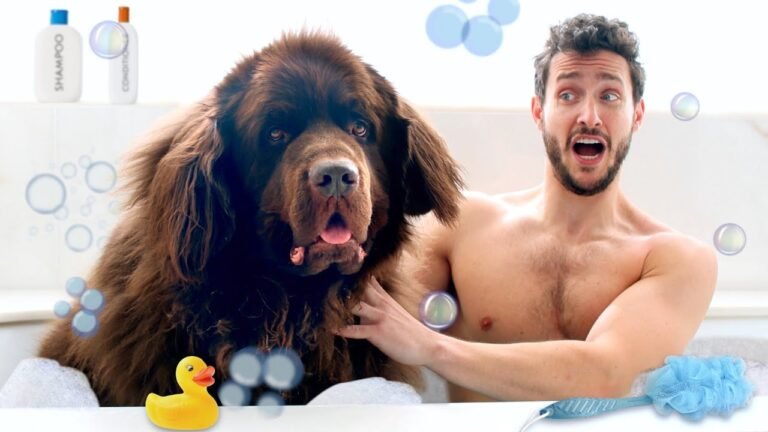 1694355115 maxresdefault Barky Supplies Expert Tips