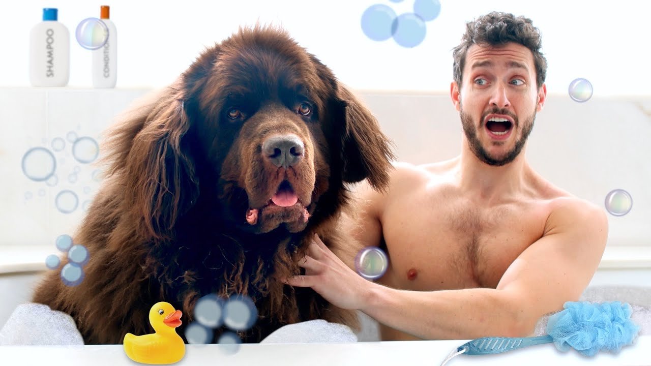 Barky Supplies Expert Tips