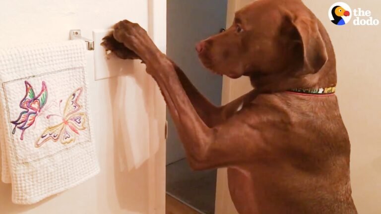 Barky Supplies Expert Tips Incredible Service Dog Takes The Best Care Of His Mom | The Dodo 1694969058 maxresdefault Barky Supplies Expert Tips