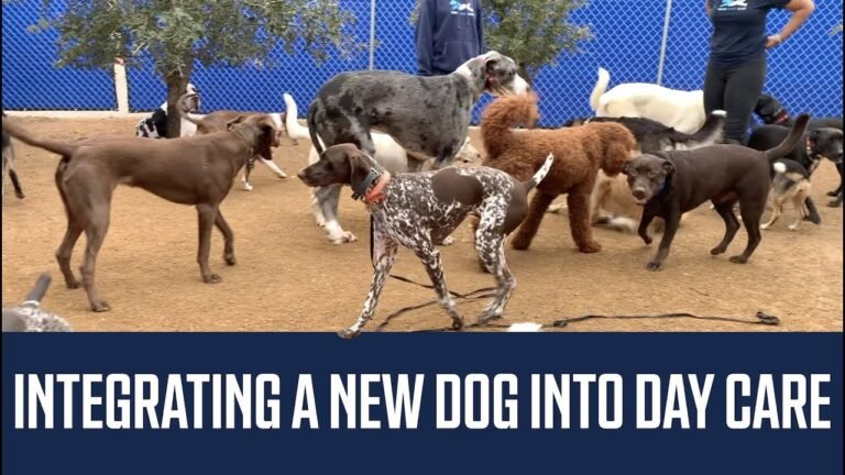 1695005129 maxresdefault Barky Supplies Expert Tips