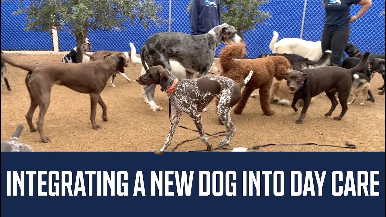 Barky Supplies Expert Tips Smooth Transitions: Guide to Integrating a New Dog into Doggy Day Care Barky Supplies Expert Tips