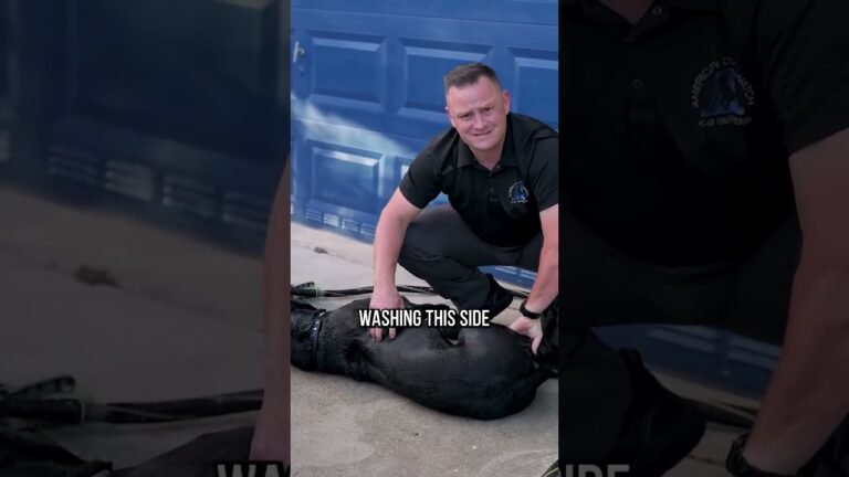 1695257948 maxresdefault Barky Supplies Expert Tips