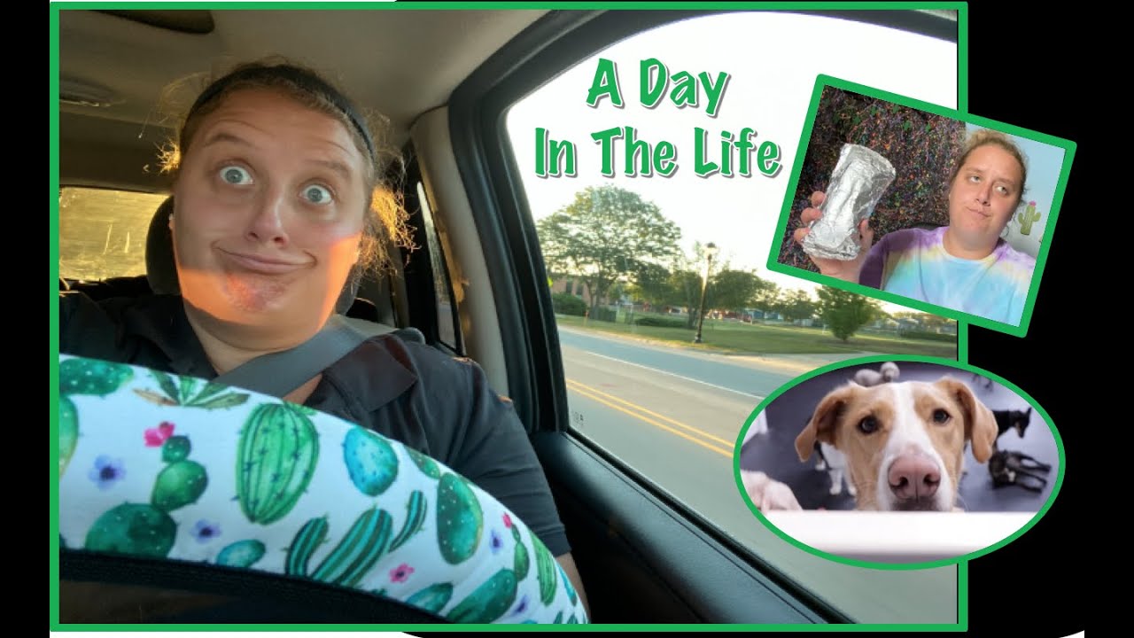 Barky Supplies Expert Tips