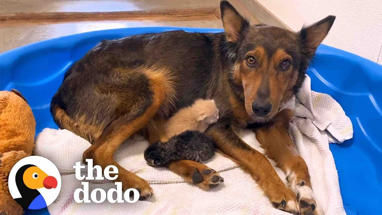 Barky Supplies Expert Tips Mama Dog Who Lost Her Puppies Was Heartbroken Until She Got Kittens | The Dodo Barky Supplies Expert Tips