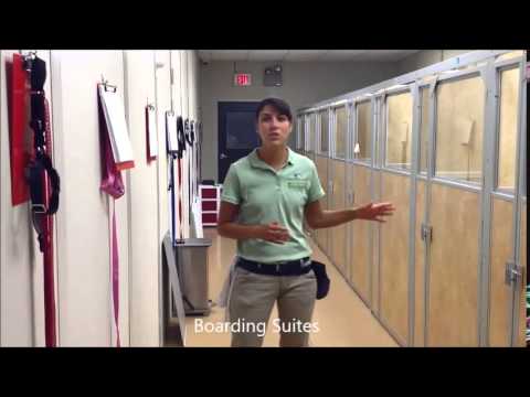 Barky Supplies Expert Tips Cincinnati Doggie Daycare, Dog Training, and Dog Boarding—Virtual Tour 1695618832 hqdefault Barky Supplies Expert Tips