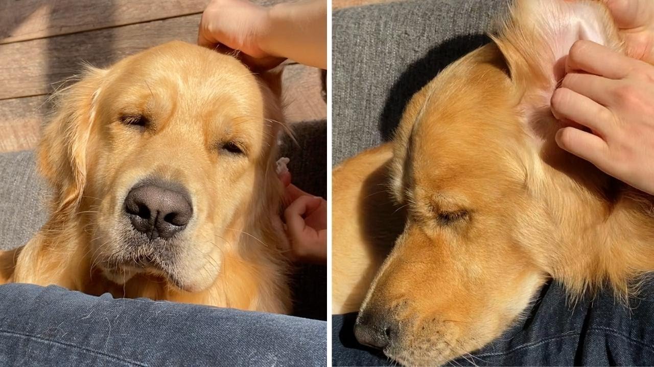 Barky Supplies Expert Tips What My Dog Care Routine Looks Like! ASMR Barky Supplies Expert Tips