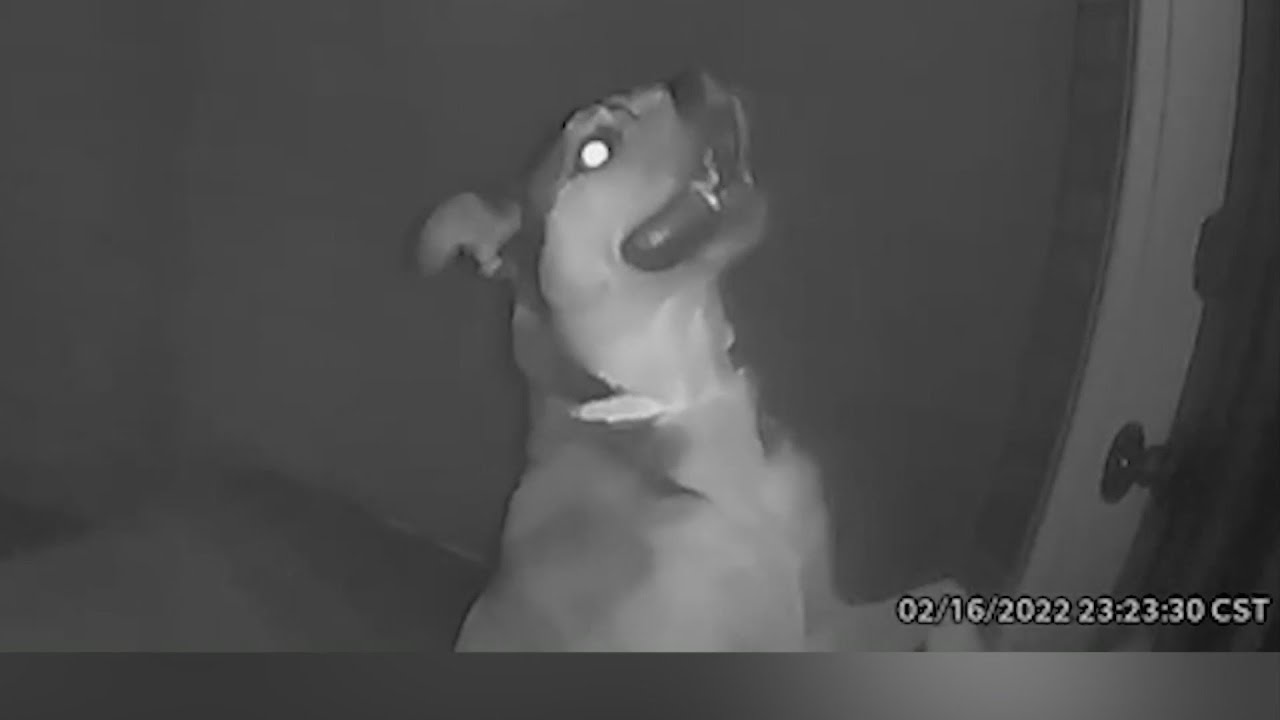 Barky Supplies Expert Tips