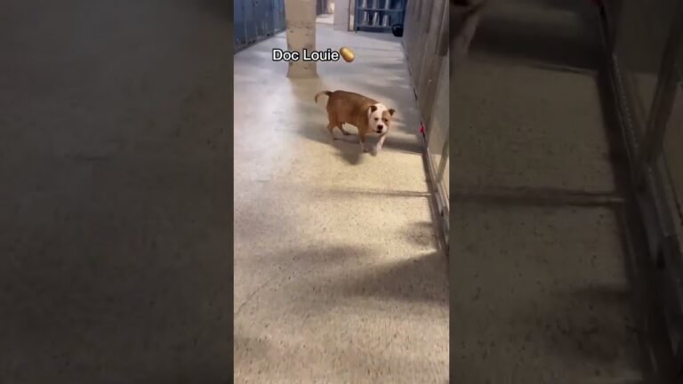 1696232539 maxresdefault Barky Supplies Expert Tips