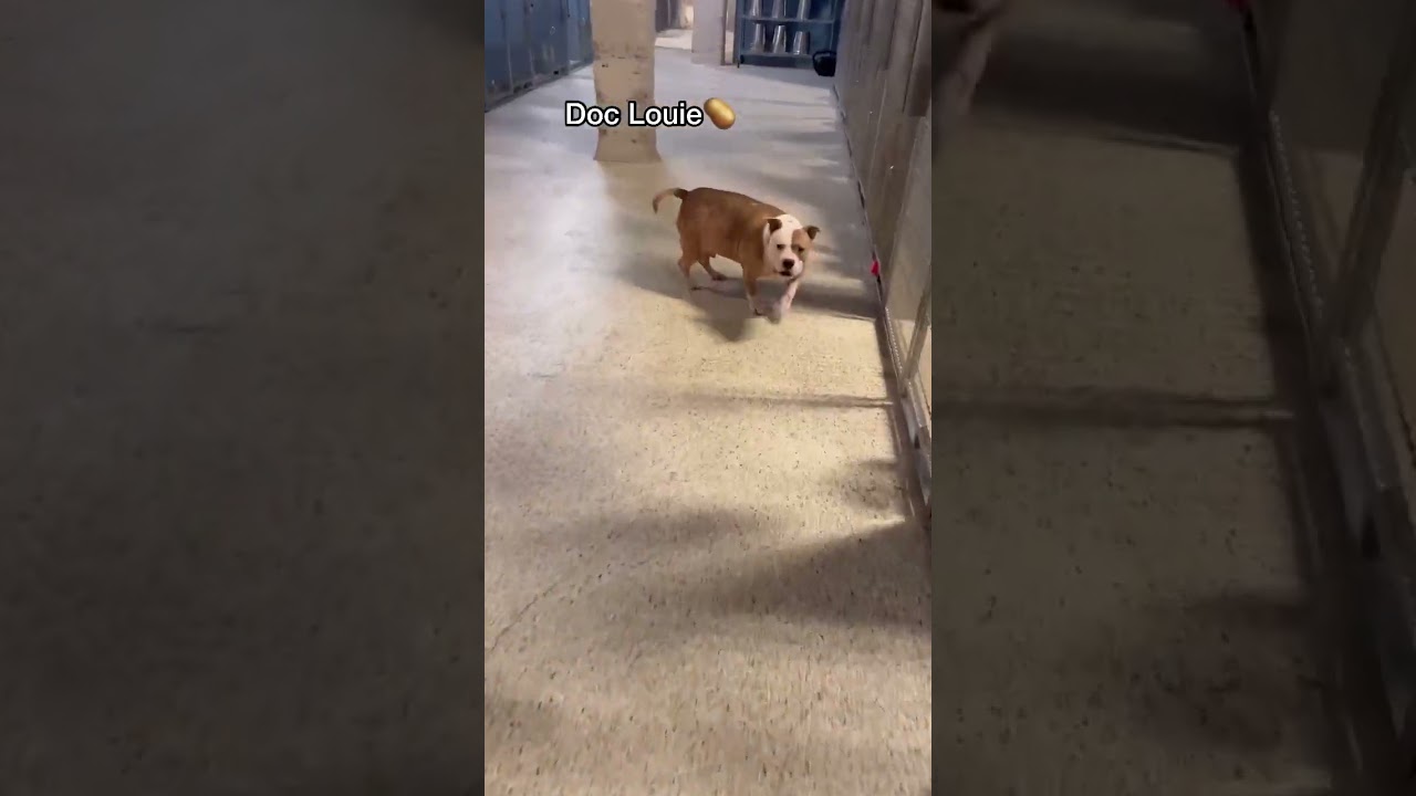 Barky Supplies Expert Tips Whimsical Moments: Dogs Resembling Potatoes at Dog Daycare Barky Supplies Expert Tips