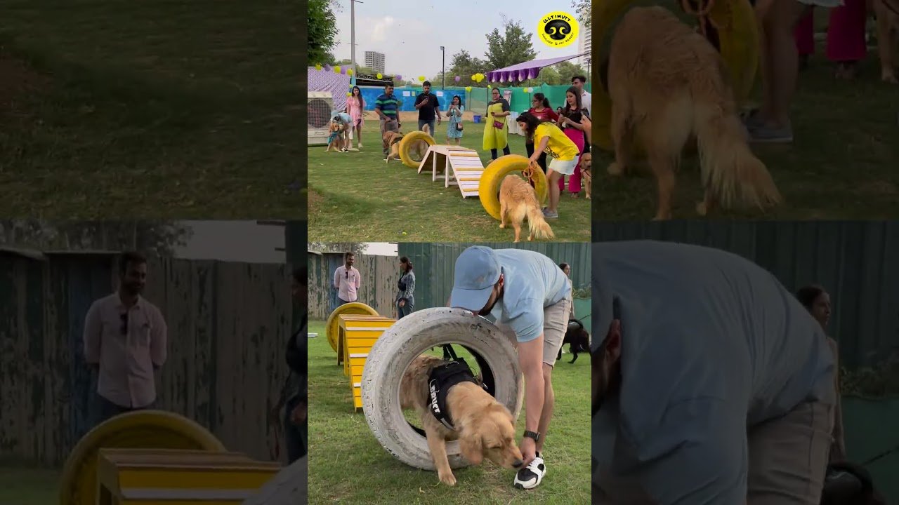 Barky Supplies Expert Tips Unleash Fun! Gurgaon's Top Dog Daycare & Boarding Gurgaon's Top Dog Daycare