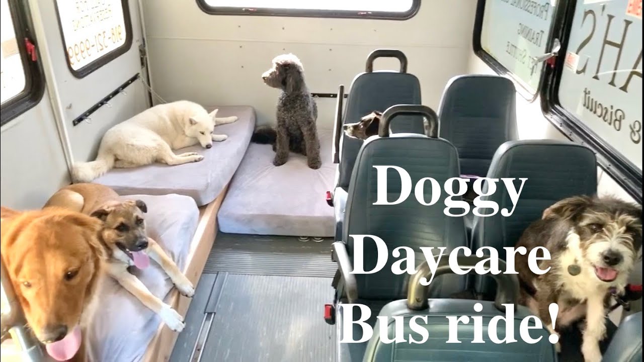 Barky Supplies Expert Tips Doggy Daycare Bus Adventure: A Pawsitively Fun Day Out Barky Supplies Expert Tips