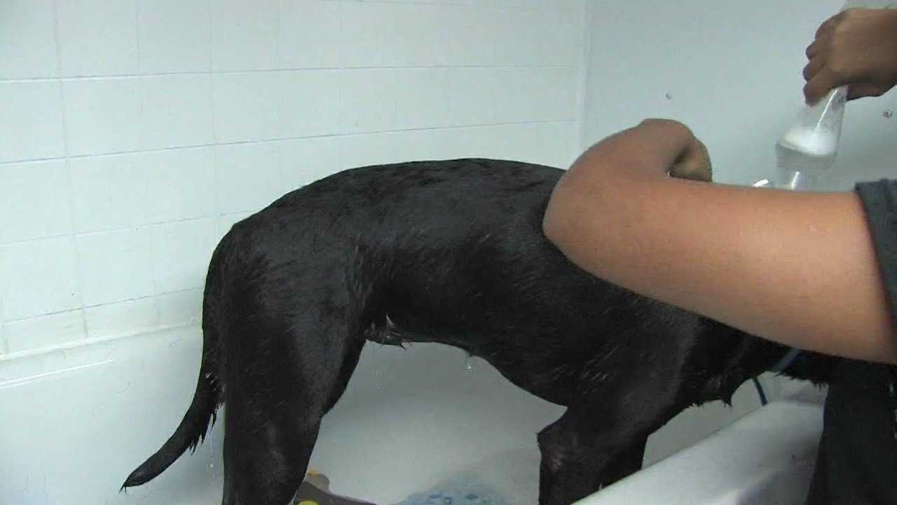 Barky Supplies Expert Tips Dog Care : How to Clean Your Dog After a Skunk Spray Barky Supplies Expert Tips