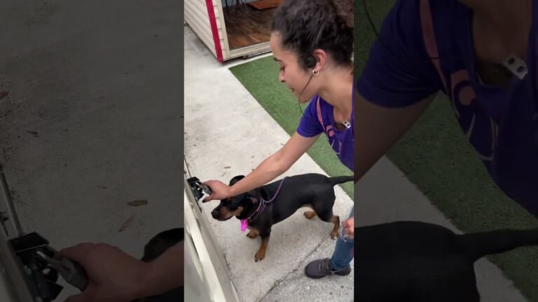 1696594168 maxresdefault Barky Supplies Expert Tips