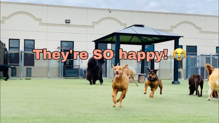 1696630338 maxresdefault Barky Supplies Expert Tips