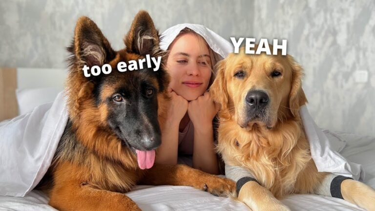 Dog Morning Routine