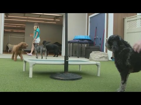 Barky Supplies Expert Tips Dog boarding demand is up 1697027685 hqdefault Barky Supplies Expert Tips