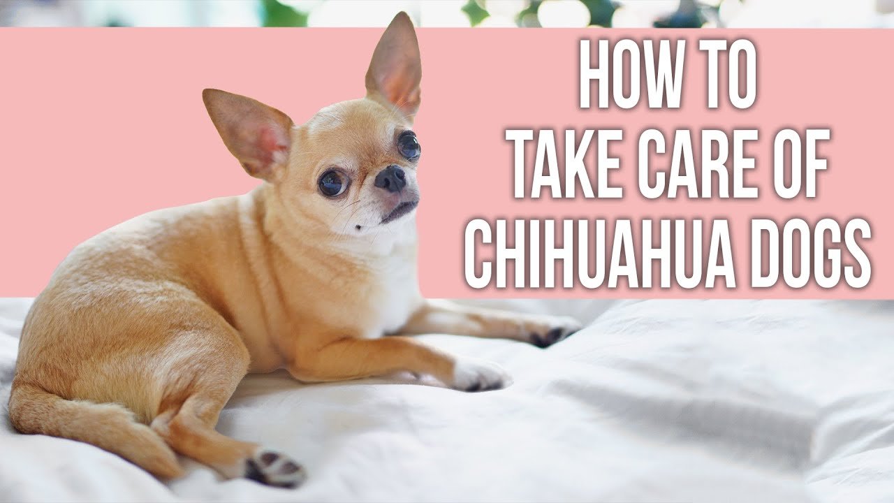 Barky Supplies Expert Tips How to Take Care of Chihuahua Dogs Barky Supplies Expert Tips