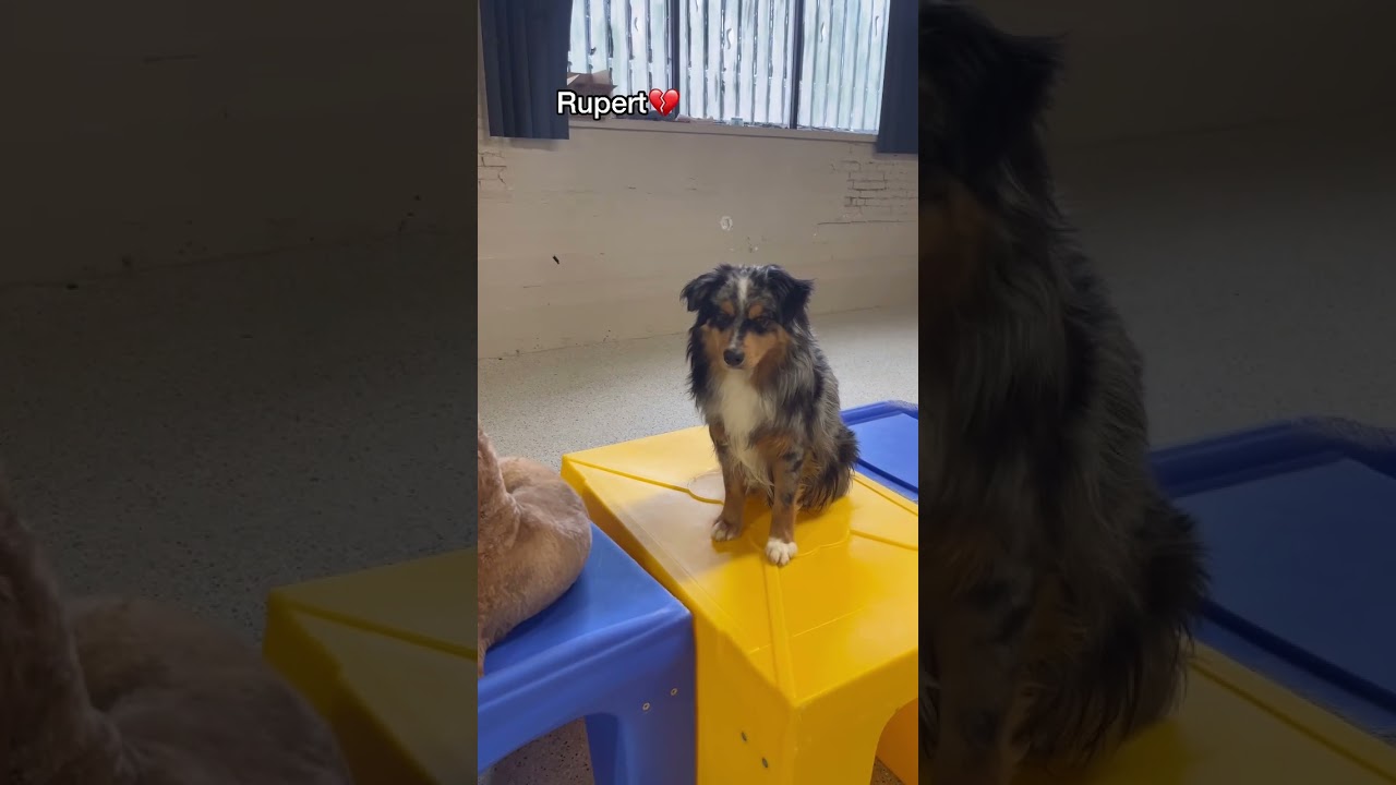 Barky Supplies Expert Tips Dogs' Responses to Their Names at Dog Daycare Barky Supplies Expert Tips