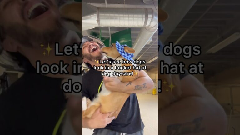 1697244709 maxresdefault Barky Supplies Expert Tips