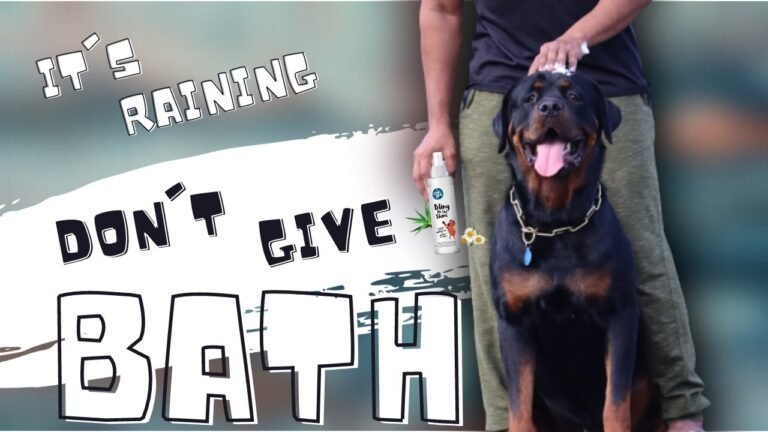 1697316974 maxresdefault Barky Supplies Expert Tips