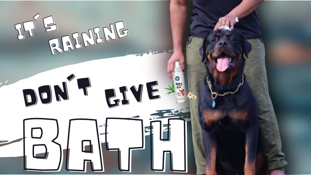 Barky Supplies Expert Tips Skip the shampoo! Why Overbathing Hurts Your Dog's Health Barky Supplies Expert Tips