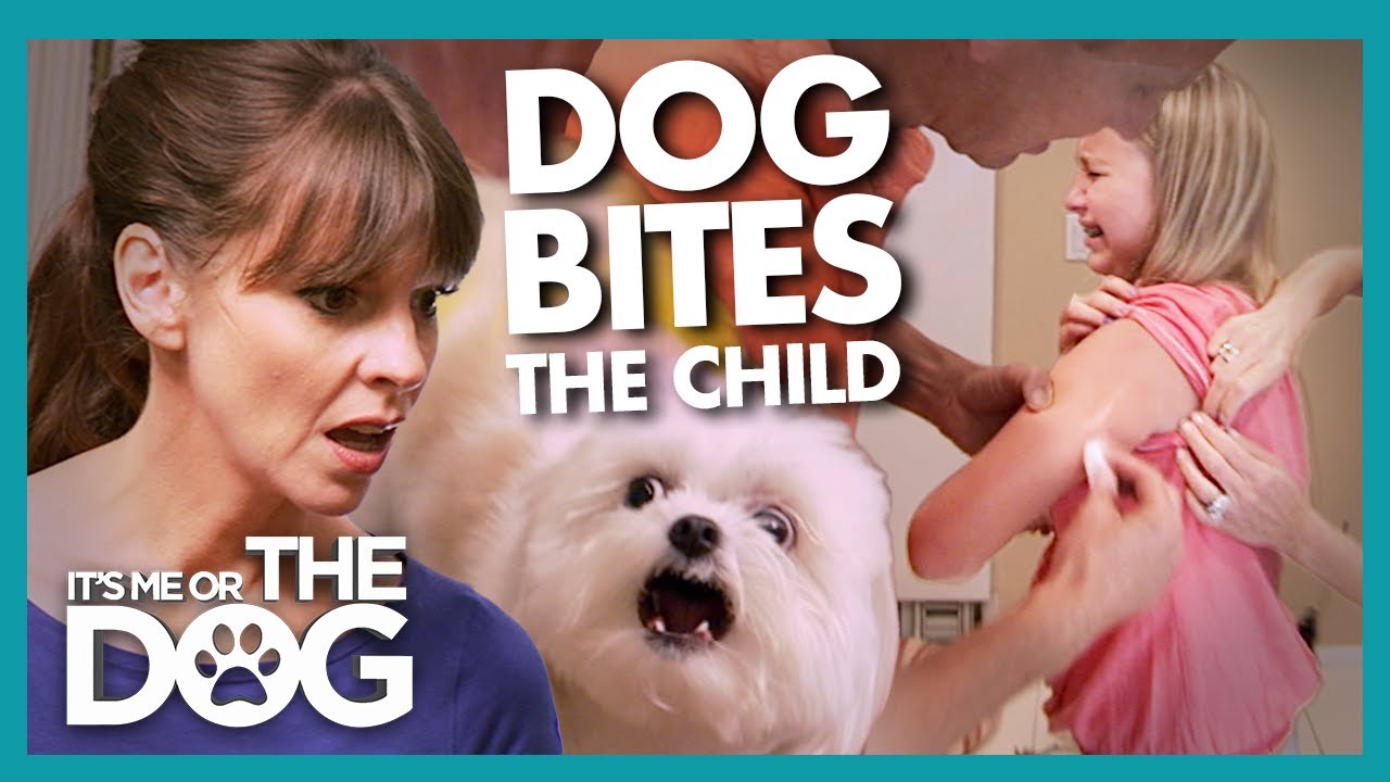Barky Supplies Expert Tips Victoria SHOCKED by Lack of Concern When Child Bitten by Dog | It's Me or the Dog Barky Supplies Expert Tips