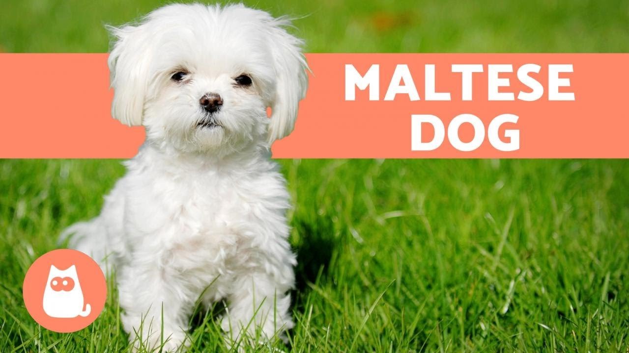 Barky Supplies Expert Tips The Maltese Dog - Character, Care and Health Barky Supplies Expert Tips