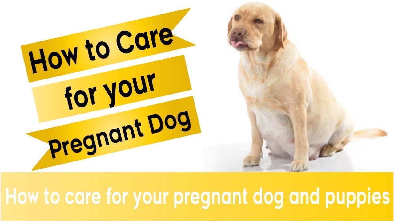 Barky Supplies Expert Tips how to take care for your pregnant dog and puppies ! pregnant dog week by week Barky Supplies Expert Tips