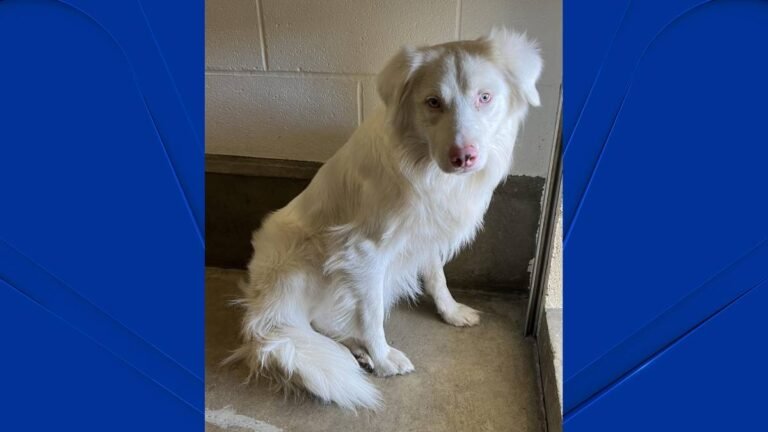 Barky Supplies Expert Tips Do you recognize this dog? Groton police search for lost dog’s owners – NBC Connecticut Lost dog in Groton 111223 Barky Supplies Expert Tips