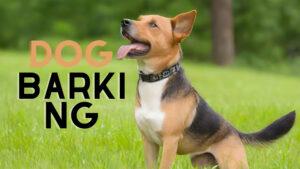 Barky Supplies Expert Tips Stop Dog Barking: Silence, Please! Tips for Peaceful Living Stop Dog Barking Peacefully
