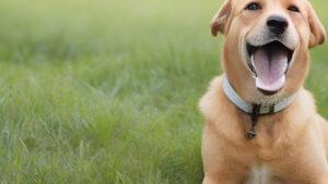 Barky Supplies Expert Tips Stop Dog Barking: Silence, Please! Tips for Peaceful Living Stop Dog Barking Peacefully