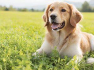 choose, right food, dog, dog food, ingredients, nutritional content, dog age, size, puppy, adult dog, senior, allergies, hypoallergenic, limited-ingredient diet,