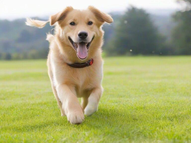 Positive Training Techniques for a Happy Dog