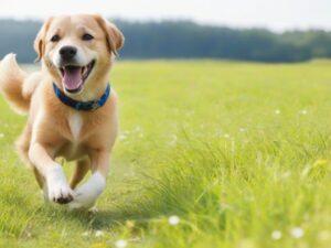 Barky Supplies Expert Tips Stop Dog Barking: Silence, Please! Tips for Peaceful Living Stop Dog Barking Peacefully