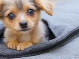 Barky Supplies Expert Tips Small Dog Rescue Near Me: Discover Unforgettable Moments with a Furry Companion! Small Dog Rescue Near Me - Find Nearby Small Dog Rescues
