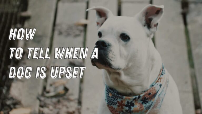 How to Tell when a Dog is Upset: